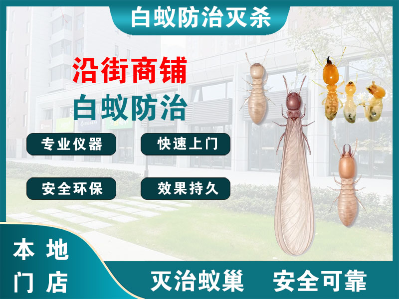 余杭沿街商铺白蚁防治