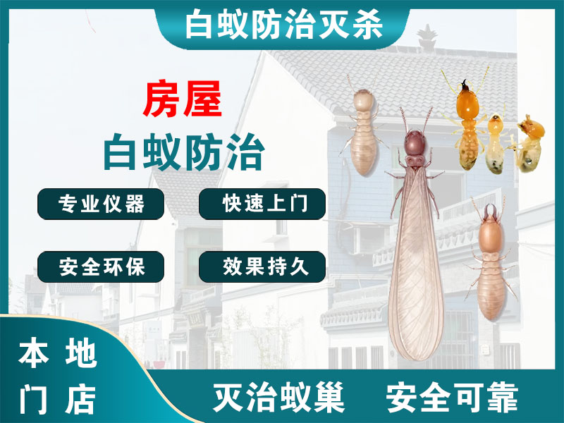 余杭房屋白蚁防治